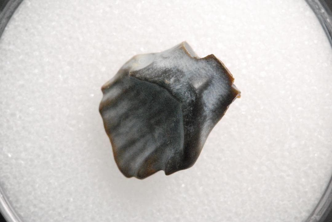 アンキロサウルスの歯 [DS281] 化石 希少 レア