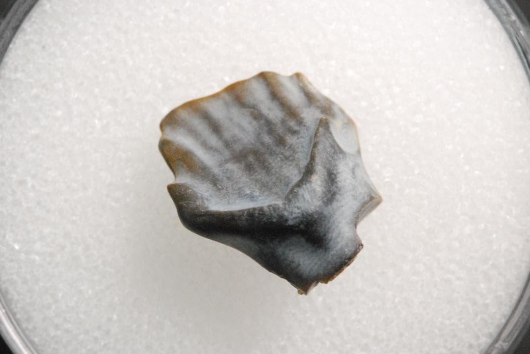 アンキロサウルスの歯 [DS281] 化石 希少 レア