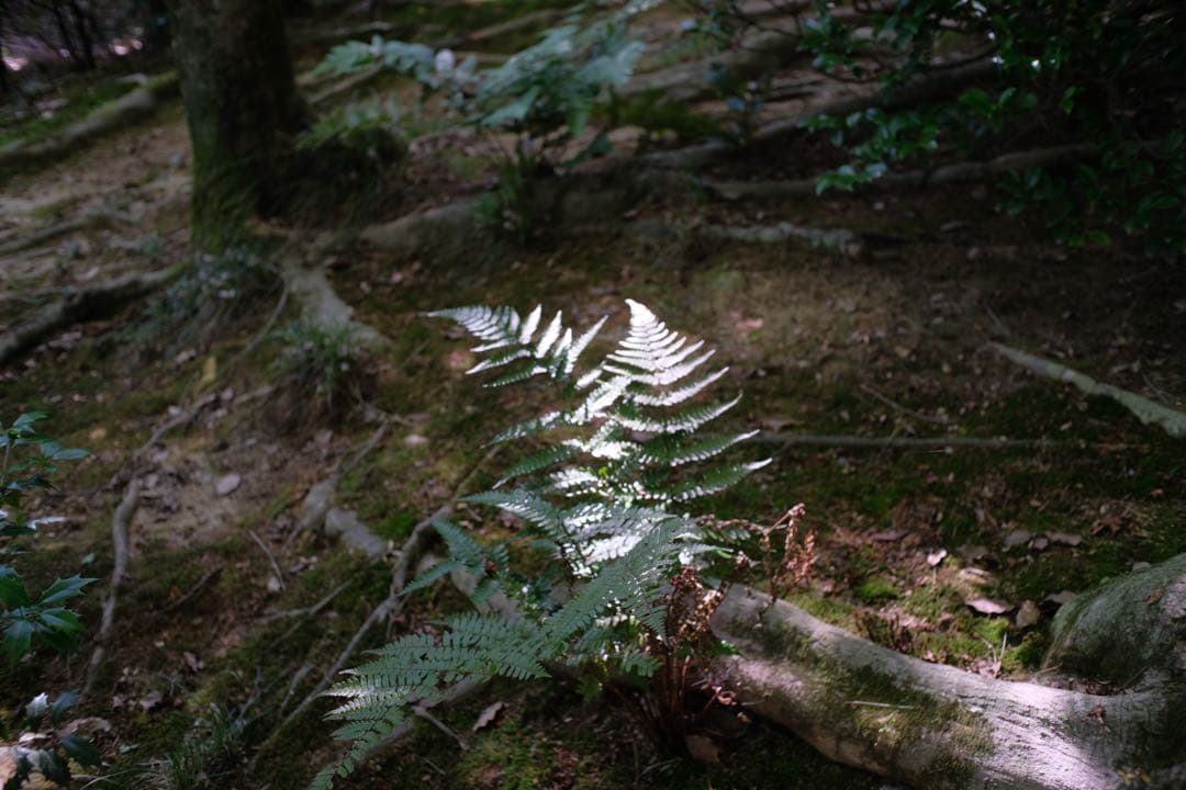 デジタルカメラ fujifilm xpro2