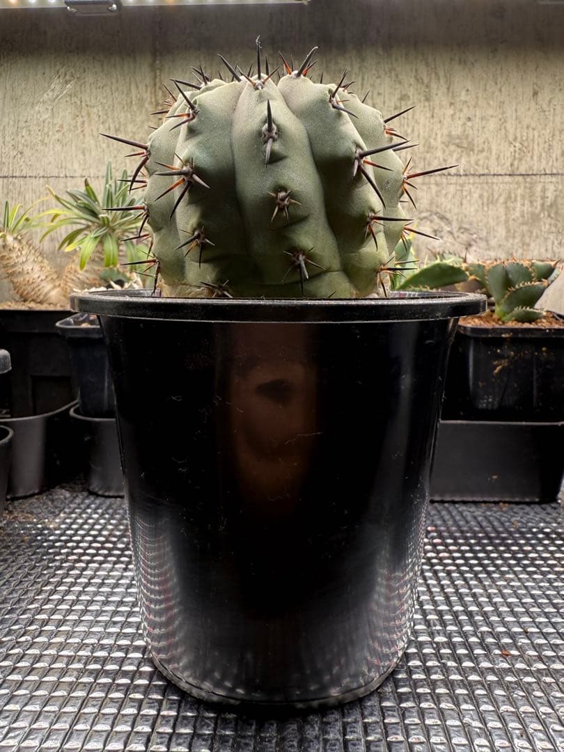 週末限定価格！黒王丸　白肌　厳選　コレクション　多陵　シネレア　特大