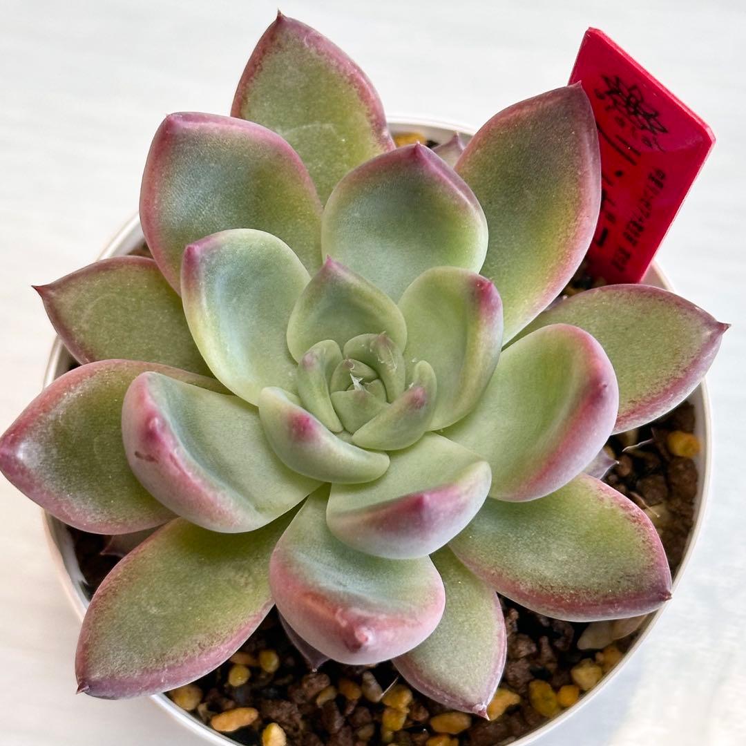 ち*ん様 多肉植物　中里リンゼアナ実生苗　実生苗　札付き　ポットごと発送いたしま