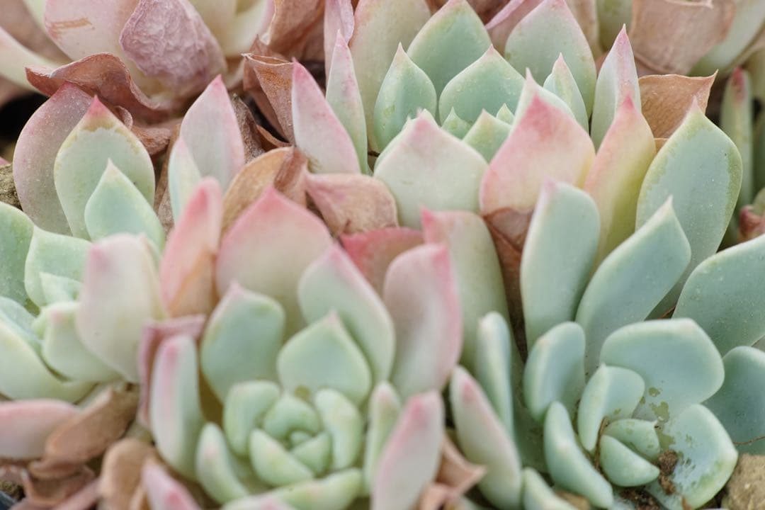 作例付き　Nikon Medical NIKKOR 120mm F4 管mpr