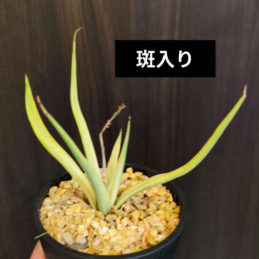 m*i様 希少　ダンシングドラゴン　斑入り　サンスベリア　ロリダ　ピングイキュラ