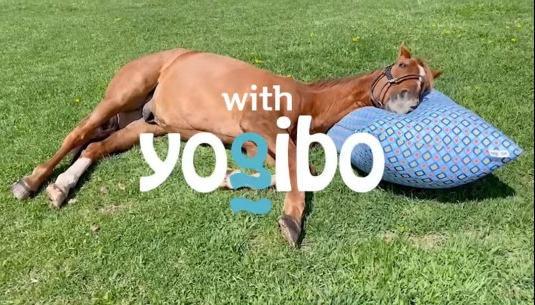 ヨギボーマックス　ヨギボー限定品　馬モチーフ　馬グッズ