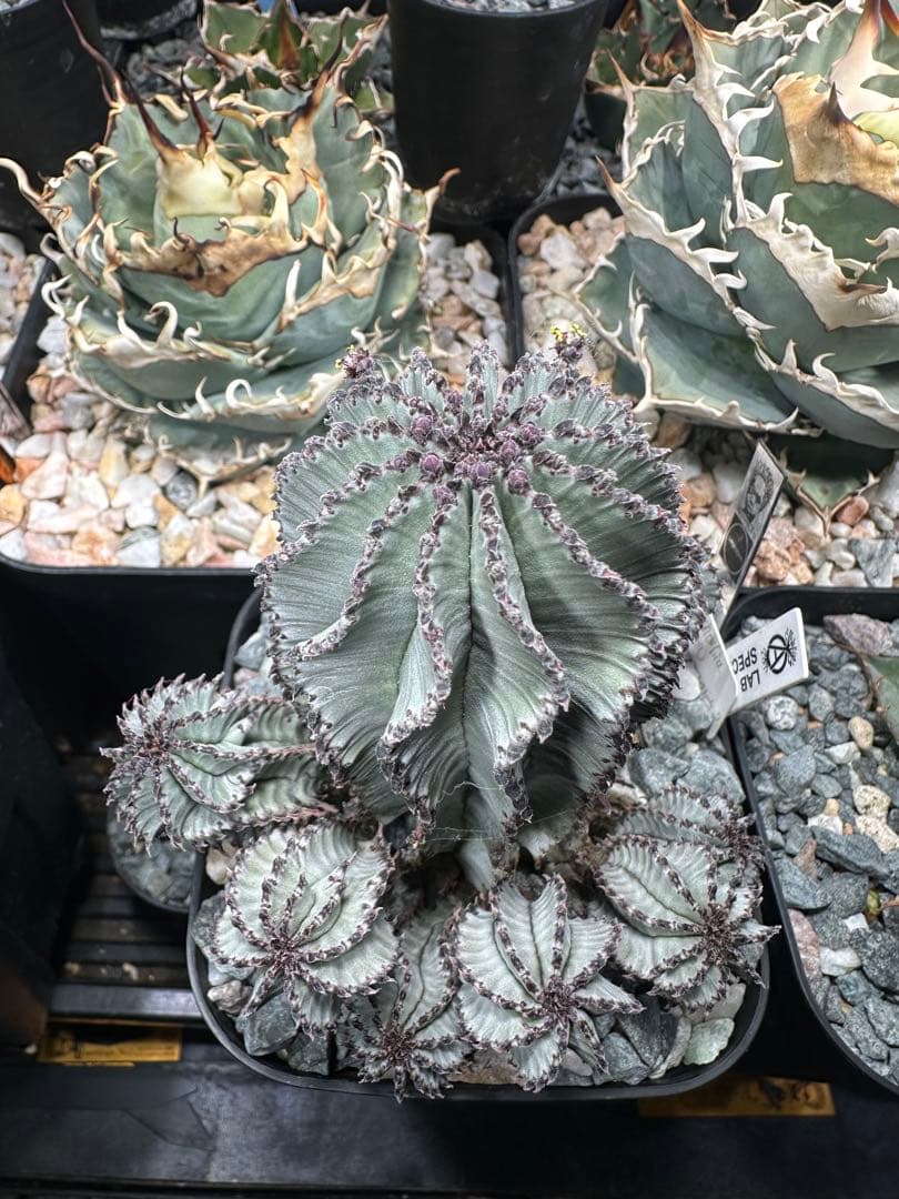 ポリゴナ スノーフレーク 検ユーフォルビア ホリダ バリダ スーパーバリダ