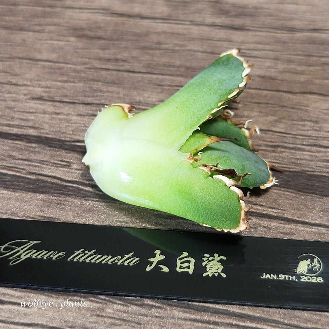 T*8様 アガベ チタノタ 大白鯊 PUP ホホジロザメ lize産