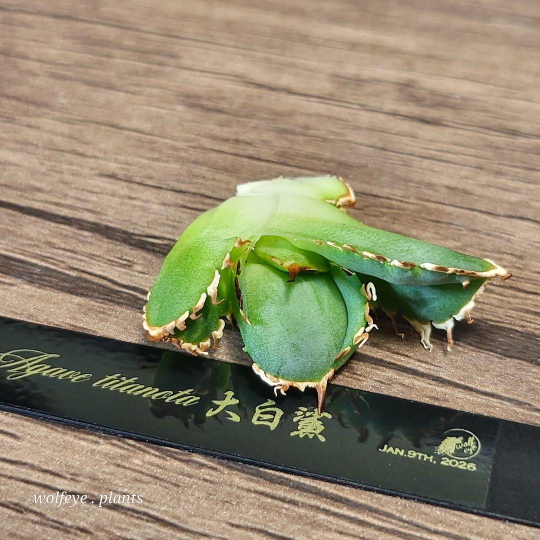 T*8様 アガベ チタノタ 大白鯊 PUP ホホジロザメ lize産