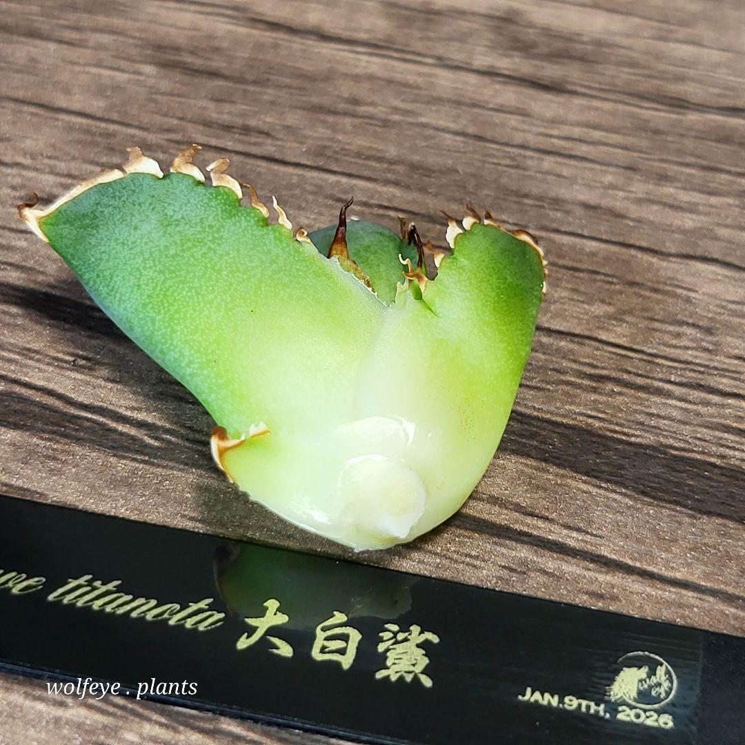 T*8様 アガベ チタノタ 大白鯊 PUP ホホジロザメ lize産