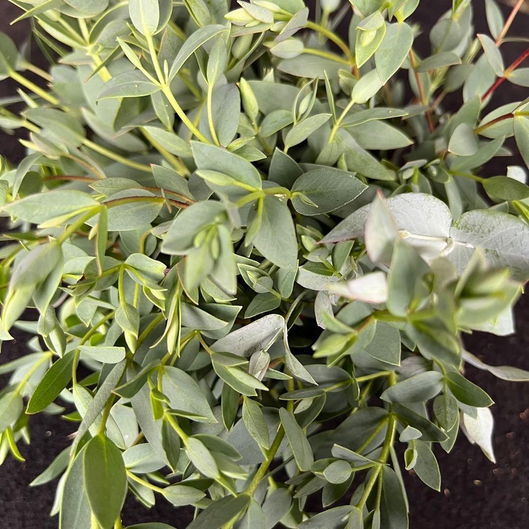 Pablok　薔薇75本 ユーカリ追加10本 ラッピング＆メッセージカード