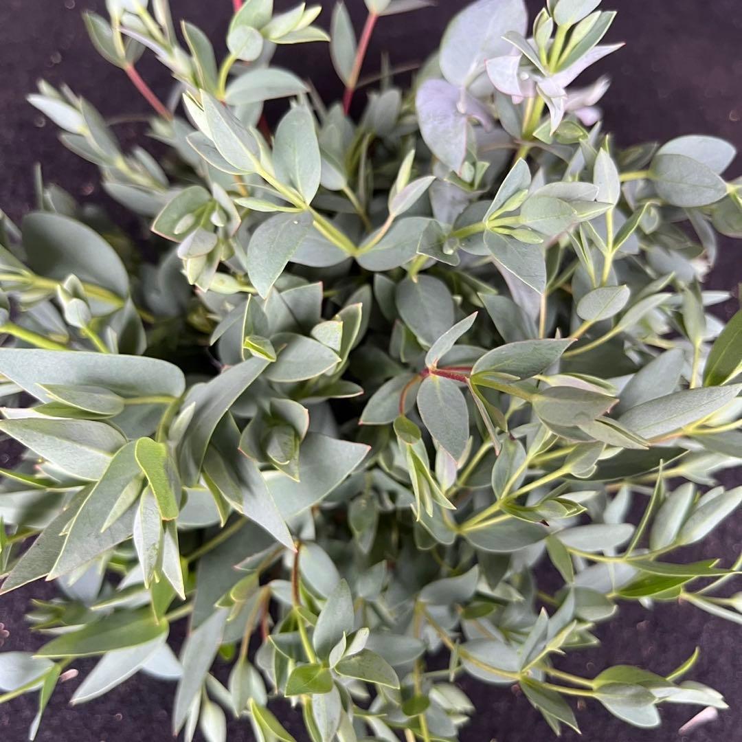 Pablok　薔薇75本 ユーカリ追加10本 ラッピング＆メッセージカード