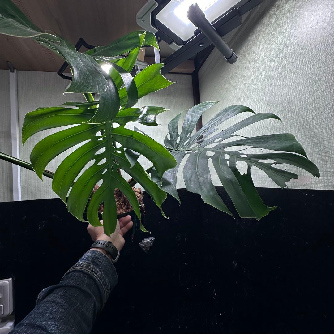 S*P様 モンステラデリシオーサマクロコズム超希少系統鉢植え75㎝