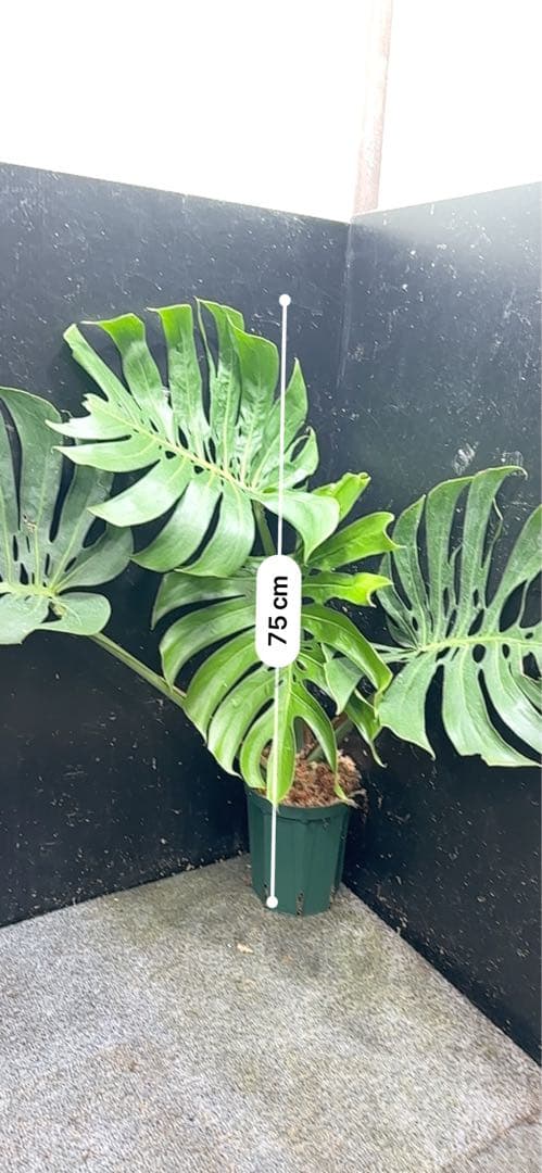 S*P様 モンステラデリシオーサマクロコズム超希少系統鉢植え75㎝