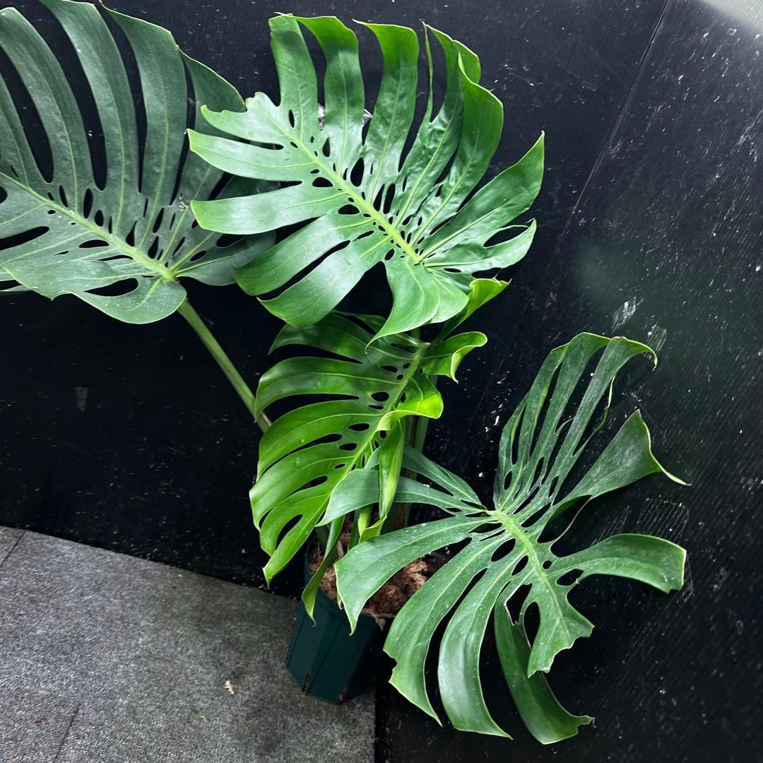 S*P様 モンステラデリシオーサマクロコズム超希少系統鉢植え75㎝