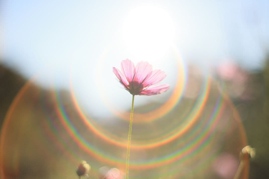 レンズ(単焦点) SMC TAKUMAR 55mm F1.8