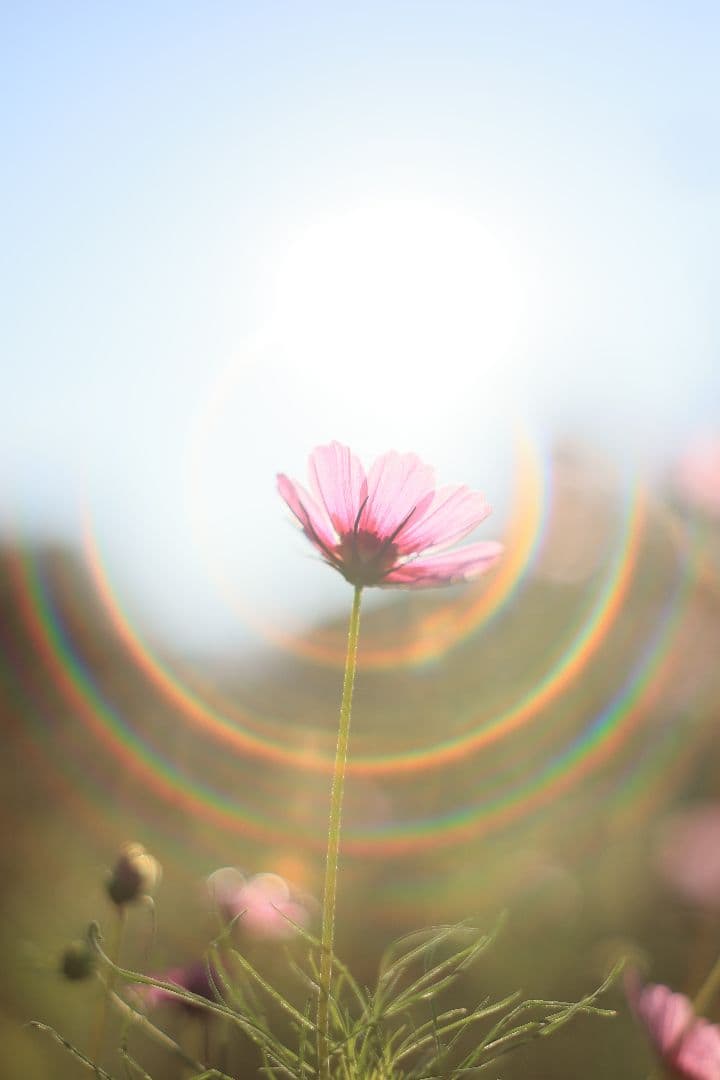 レンズ(単焦点) SMC TAKUMAR 55mm F1.8