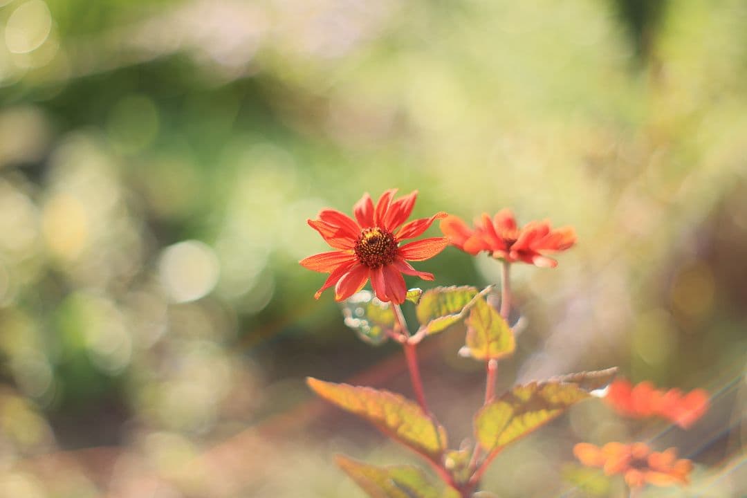 レンズ(単焦点) SMC TAKUMAR 55mm F1.8