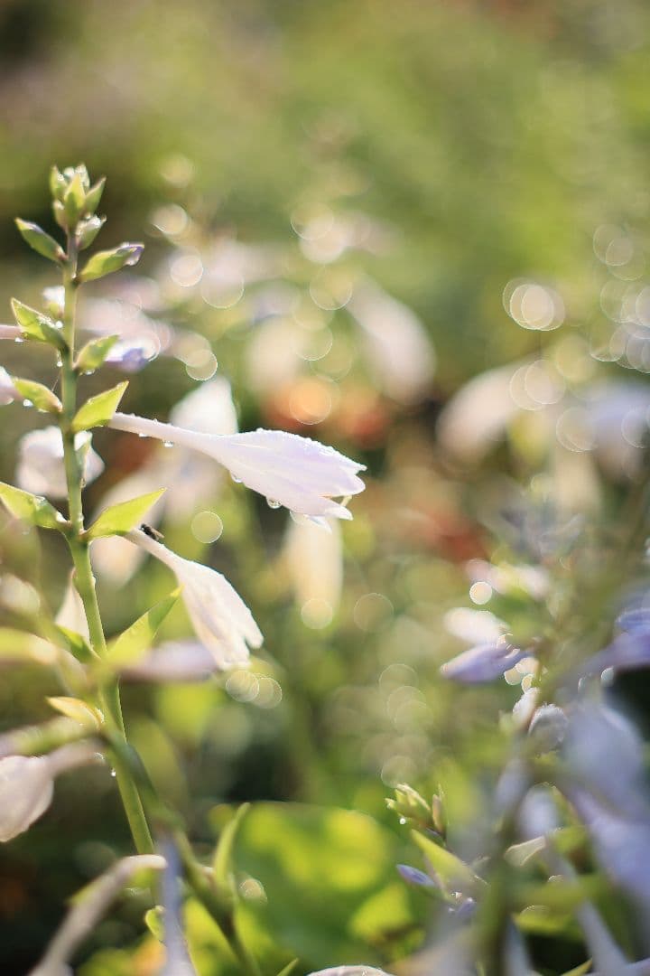 レンズ(単焦点) SMC TAKUMAR 55mm F1.8