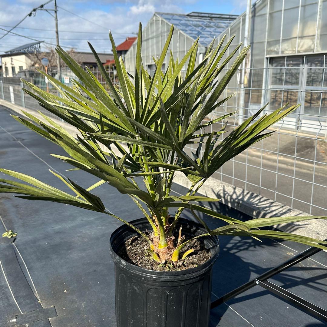 チャメロプス•フミリス【樹高:約73㎝】Jan03