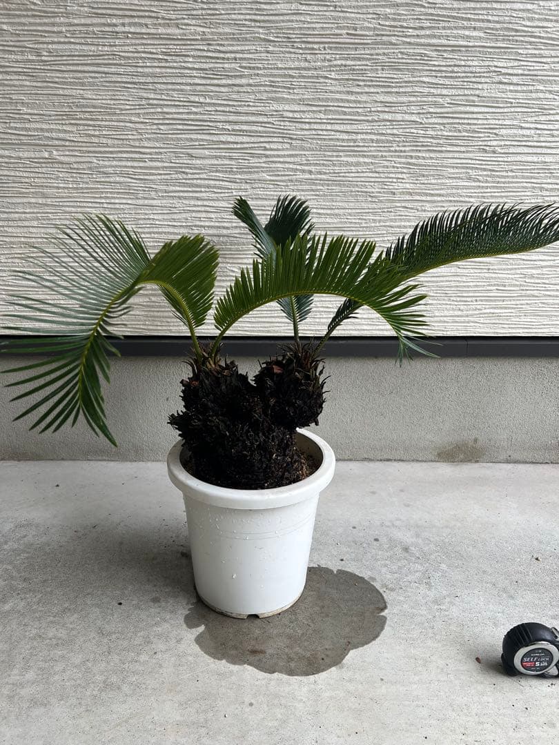 【年末セール】サイカス・レボルタ / ソテツ 多頭 大株 ガーデニング