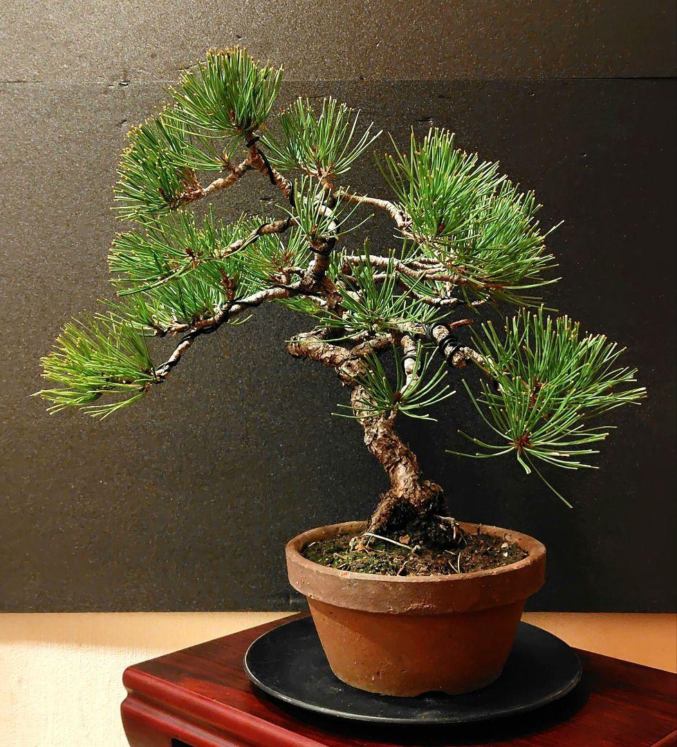 赤松盆栽！