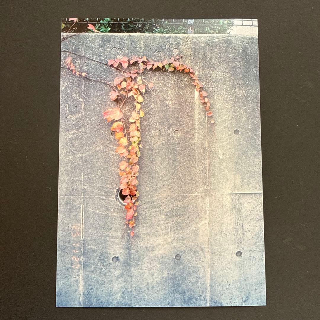 CONTAX T3 D フィルムカメラ （チタン）データバック