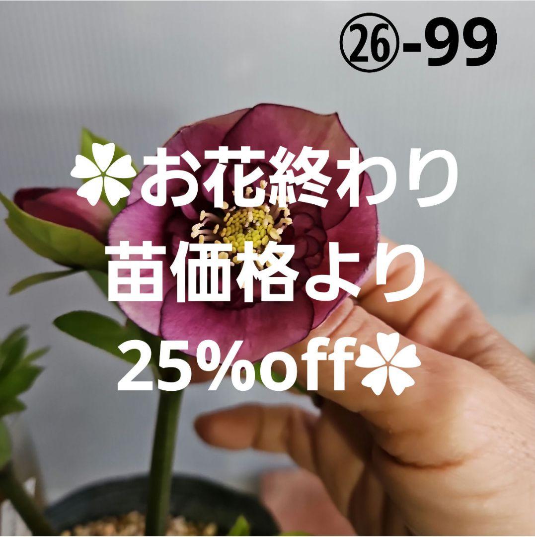 ★おぎっちょ様ご購入苗✿㉖-99✿㉖-274クリスマスローズ