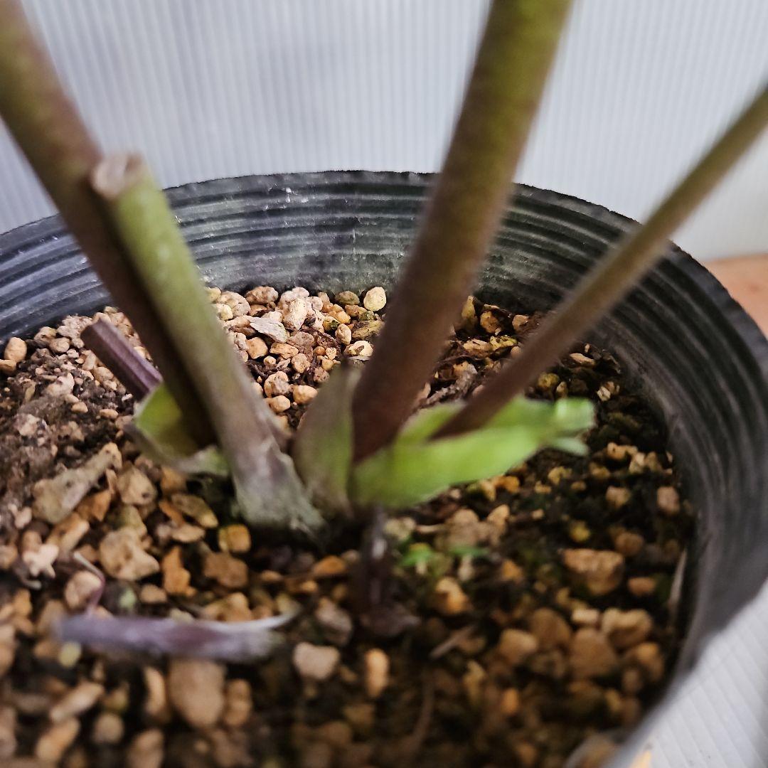 ★おぎっちょ様ご購入苗✿㉖-99✿㉖-274クリスマスローズ