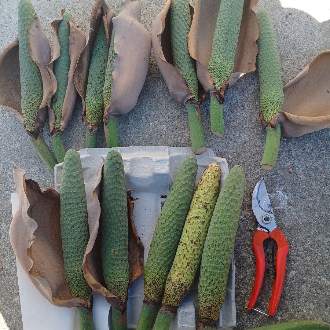 モンステラ(デリシオーサの実) 12個