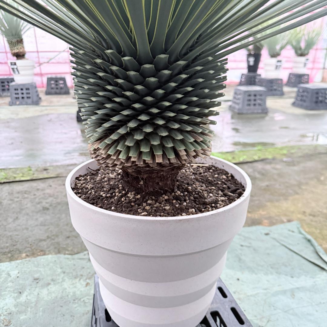 【AL1145】ユッカ　ロストラータ　ホワイト個体　【ALBEROホワイト祭り】