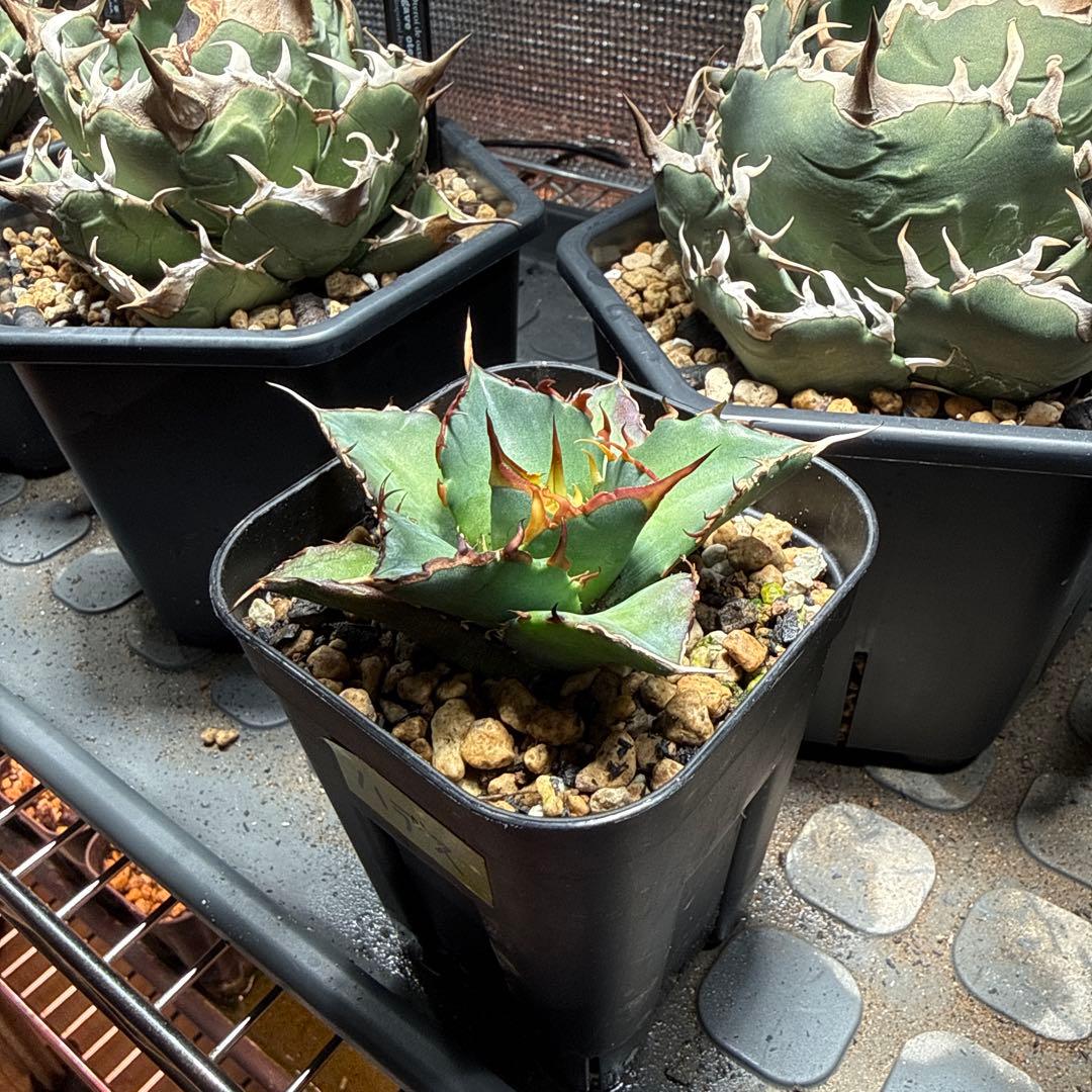 ゲコ ハデス 白鯨