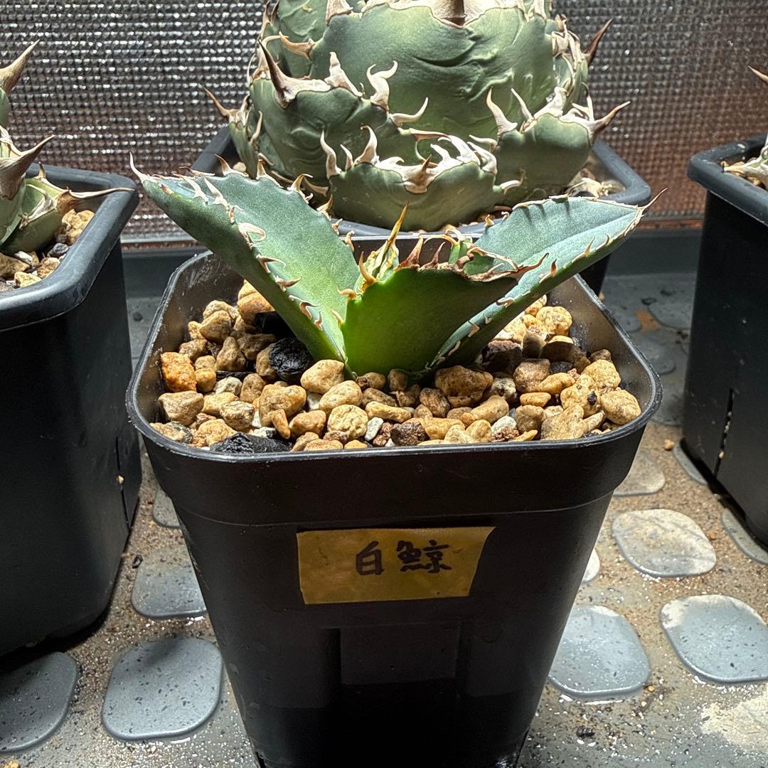 ゲコ ハデス 白鯨