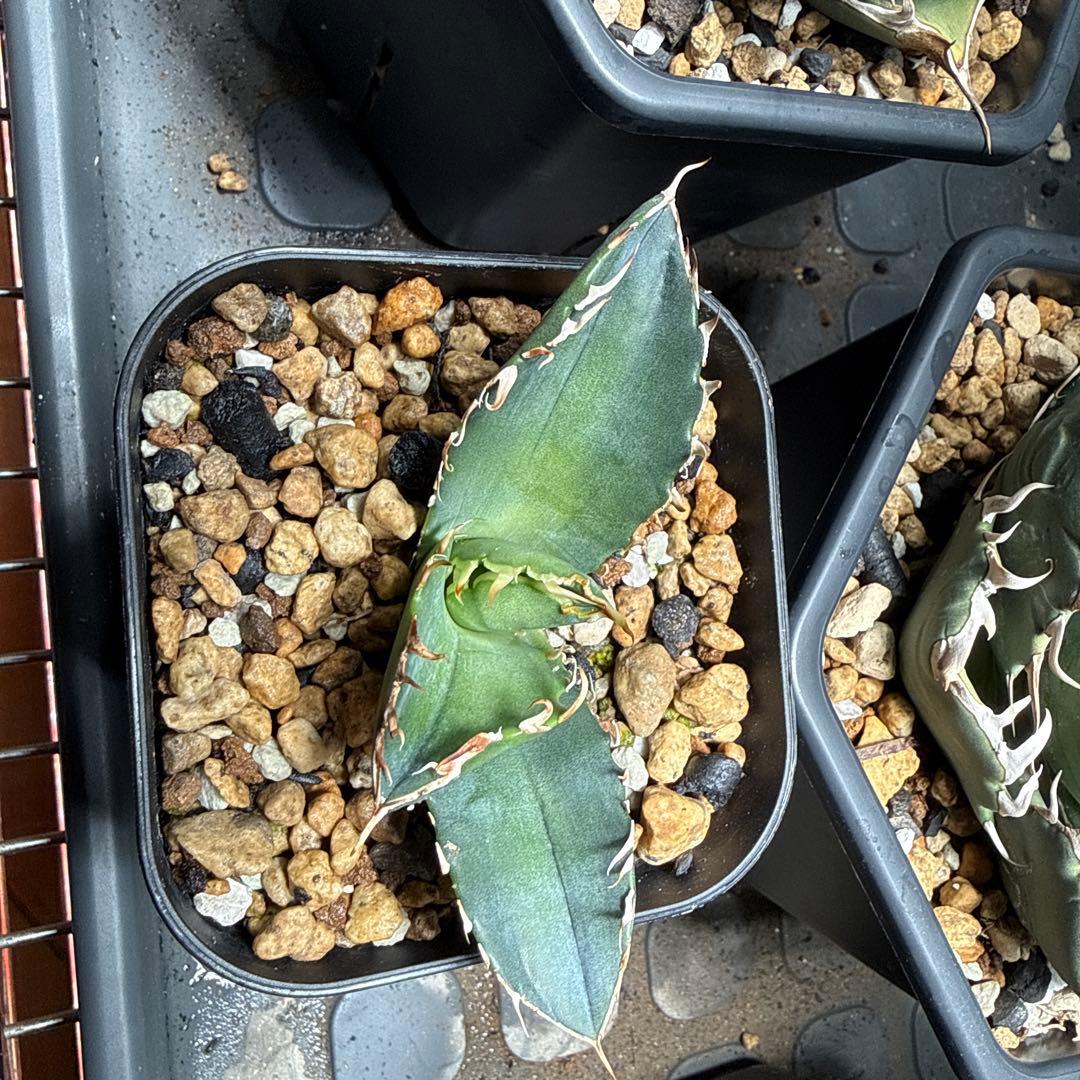 ゲコ ハデス 白鯨