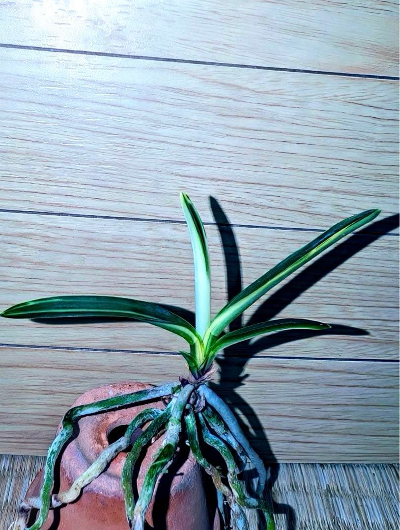 【年末特価品】富貴蘭「三浦系白牡丹」コンディション抜群の上芸若木