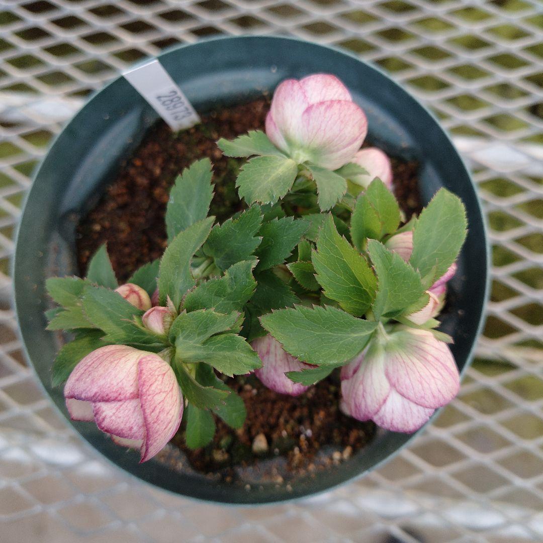 夕*え様 クリスマスローズセミダブル開花苗