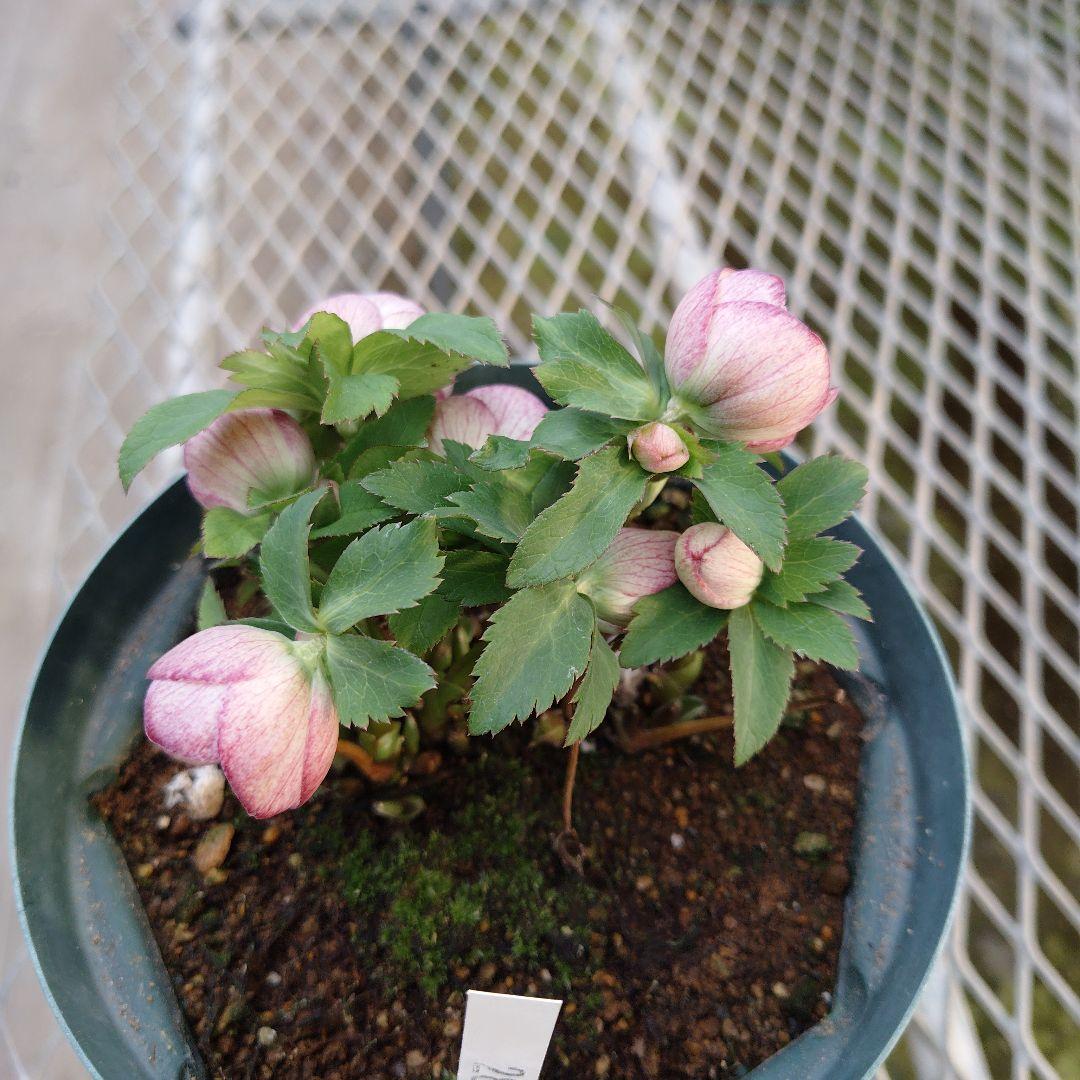 夕*え様 クリスマスローズセミダブル開花苗