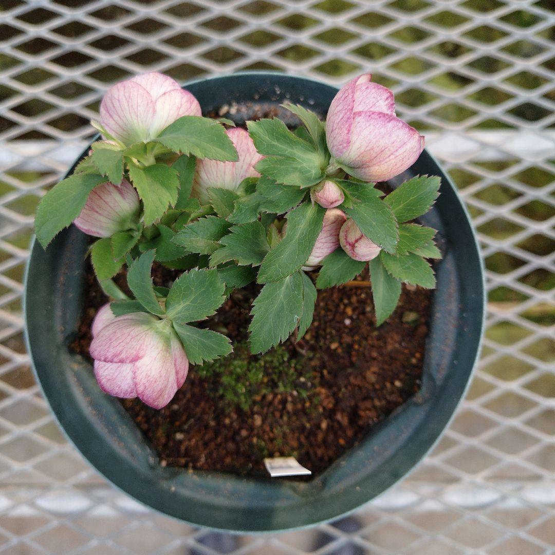 夕*え様 クリスマスローズセミダブル開花苗