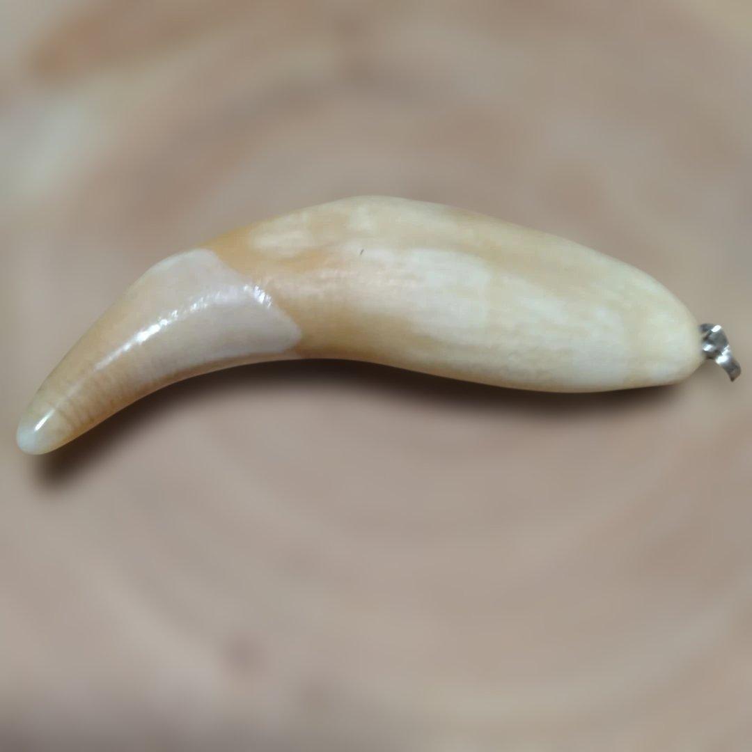 熊牙キーホルダー　約８cm　ヒグマの牙　羆の牙　　ヒグマ　羆　魔除け　災難除け