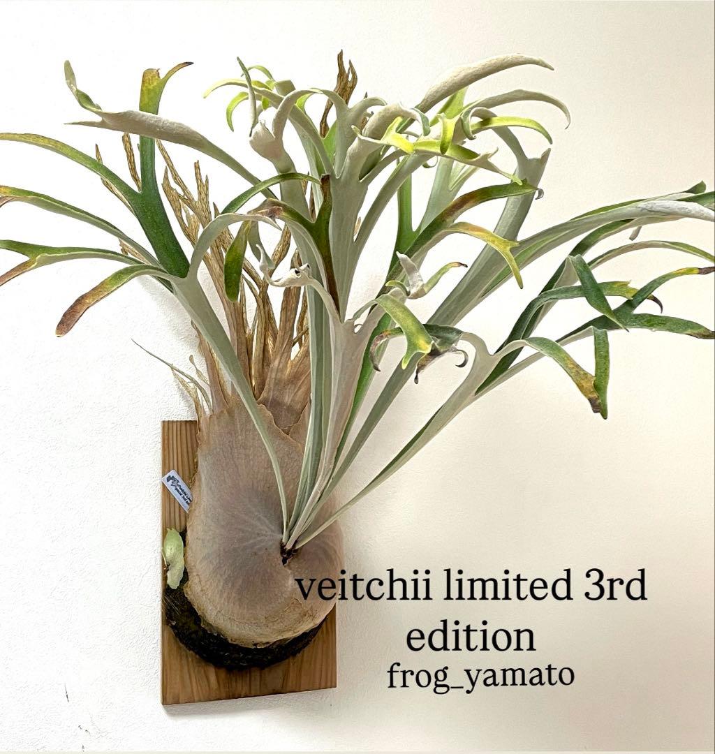 オリジナルpup veitchii limited 3rd edition oc