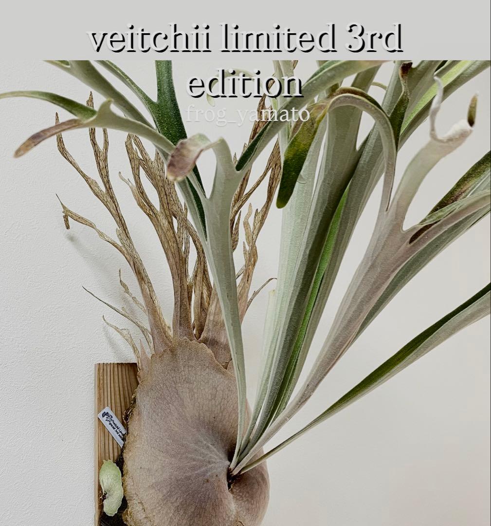 オリジナルpup veitchii limited 3rd edition oc