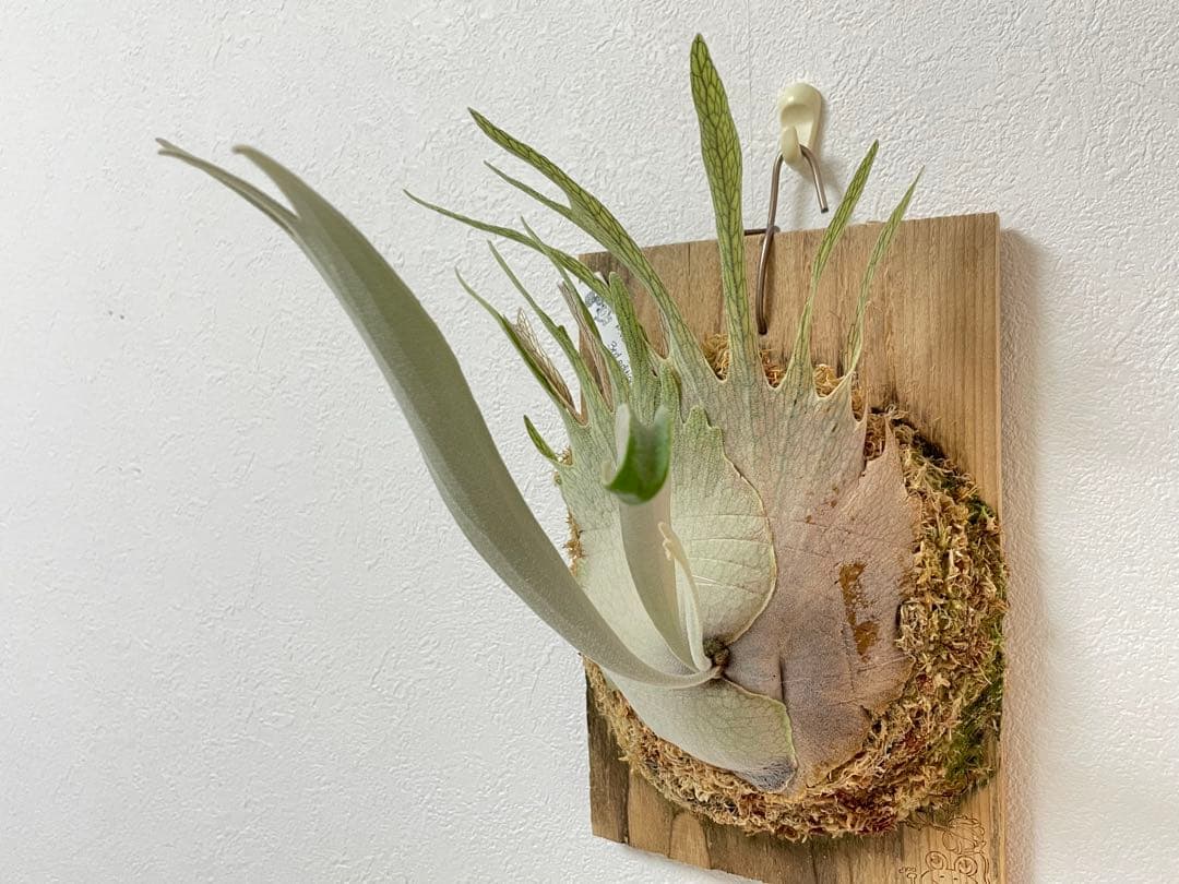 オリジナルpup veitchii limited 3rd edition oc