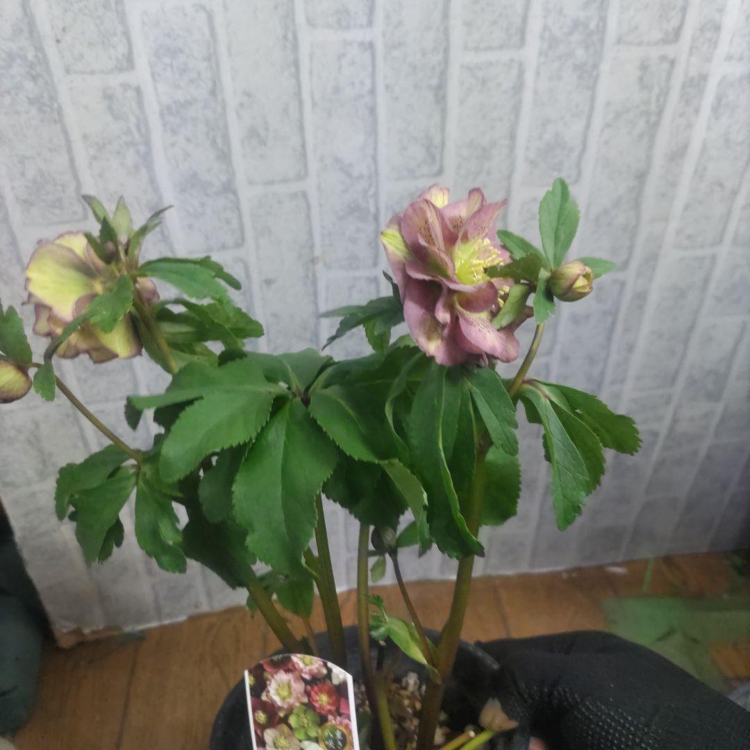 ⭐️お買い得⭐️クリスマスローズダブル咲き⭐️８鉢セット