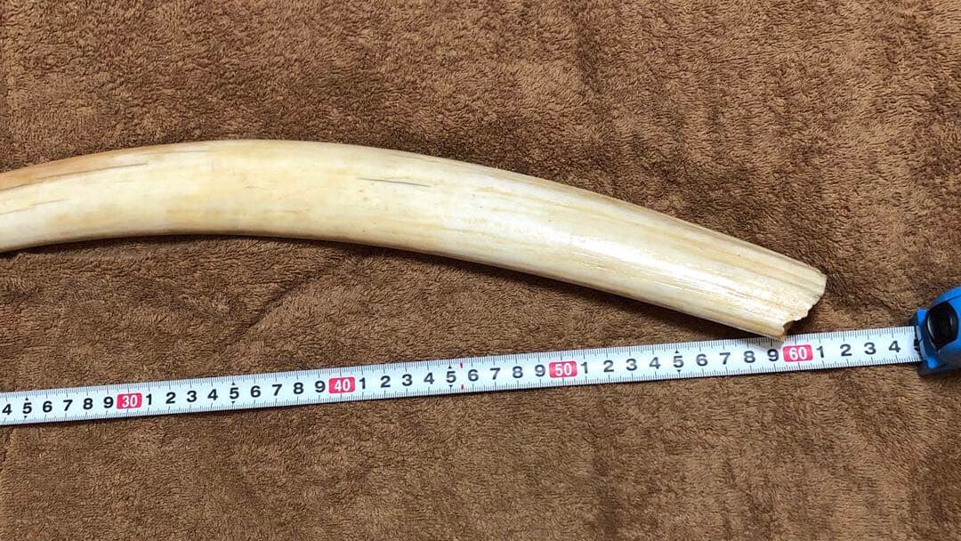 K*A様 セイウチ牙(マッコウ歯より希少)約1,100g