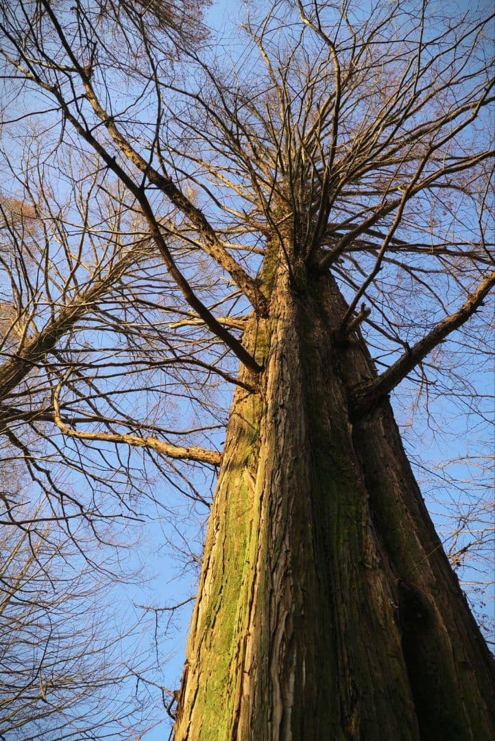 レンズ(ズーム) SONY EPZ 18-105mm F4 G OSS