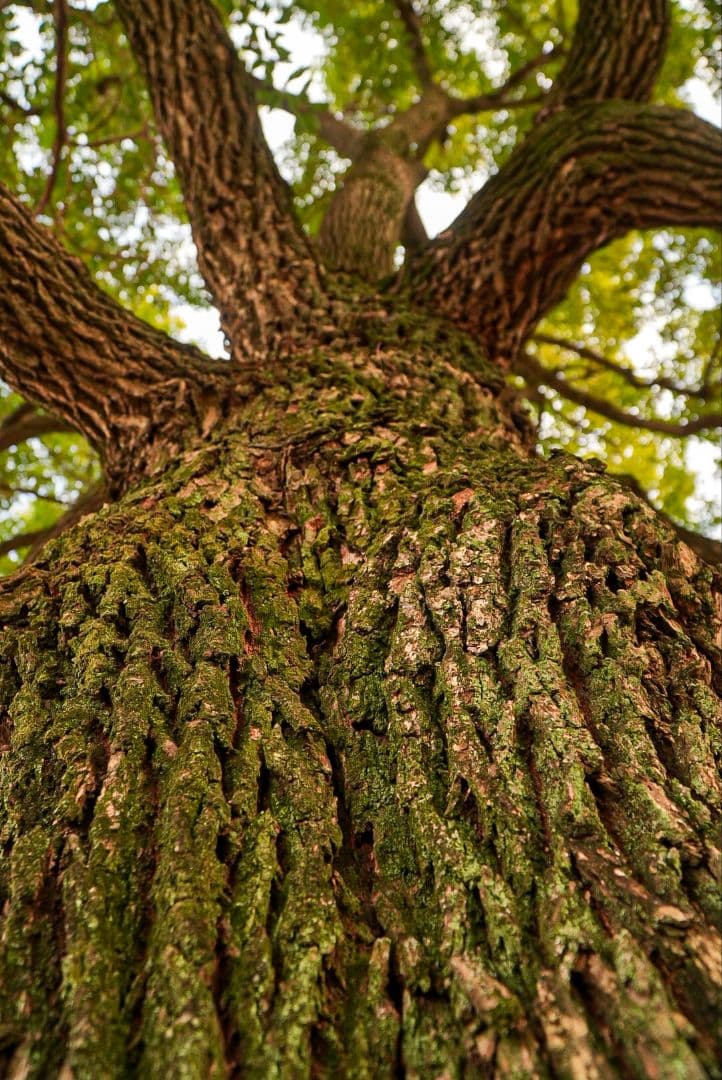 レンズ(ズーム) SONY EPZ 18-105mm F4 G OSS