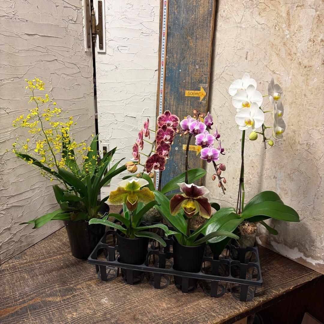 ♡*♡様 洋蘭　6ポット　胡蝶蘭　パフィオペディルム　オンシジューム
