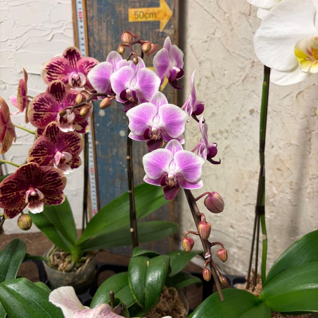 ♡*♡様 洋蘭　6ポット　胡蝶蘭　パフィオペディルム　オンシジューム