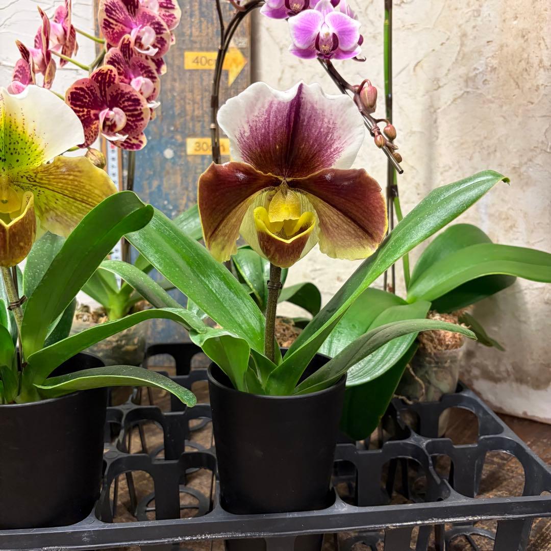 ♡*♡様 洋蘭　6ポット　胡蝶蘭　パフィオペディルム　オンシジューム