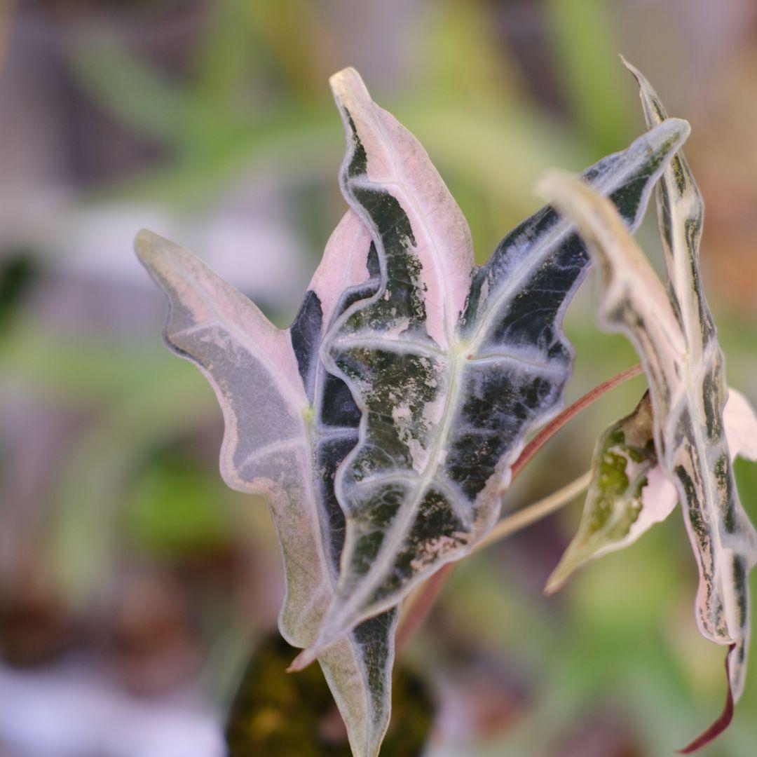 Alocasia Nobillis Pink\"K\"│アロカシア・ノビリス・ピンク