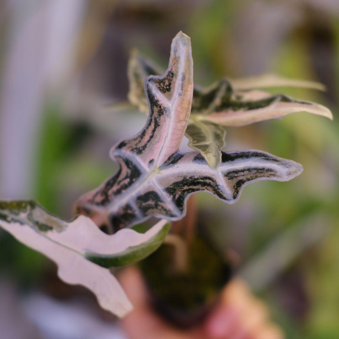 Alocasia Nobillis Pink\"K\"│アロカシア・ノビリス・ピンク