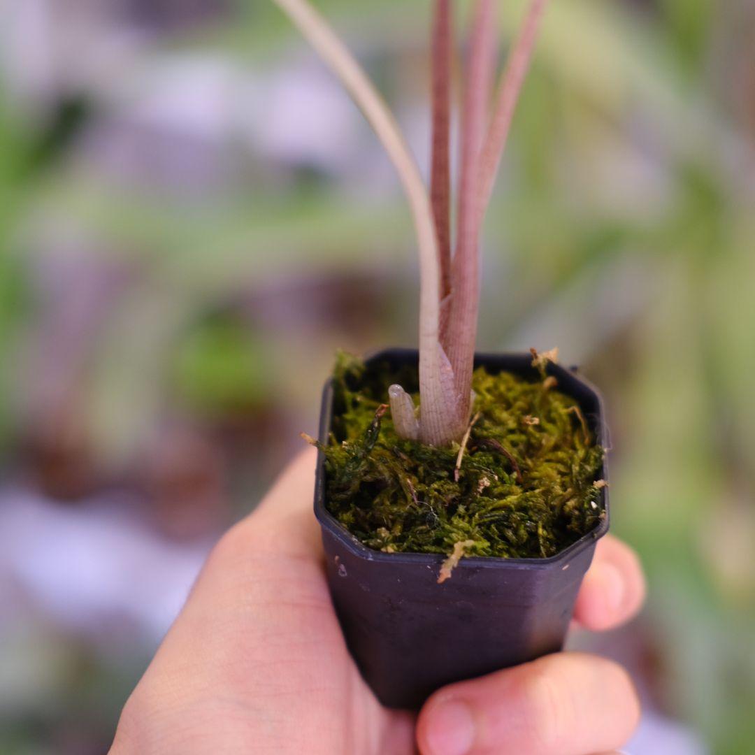 Alocasia Nobillis Pink\"K\"│アロカシア・ノビリス・ピンク